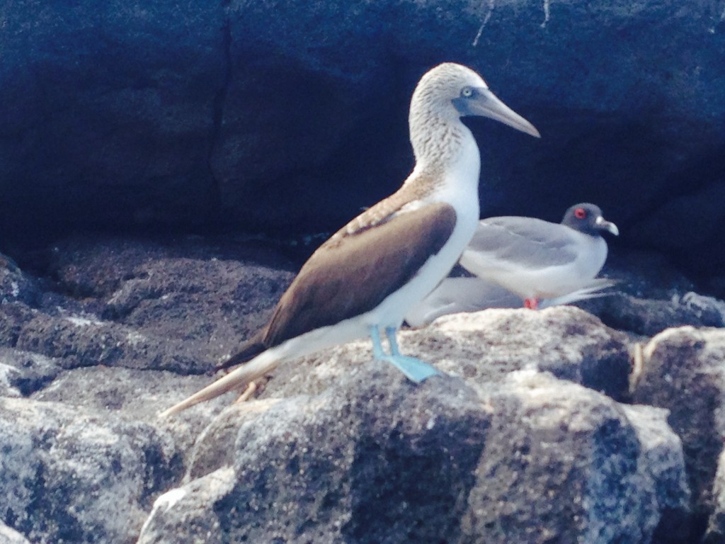 galapagos-day1-boonies