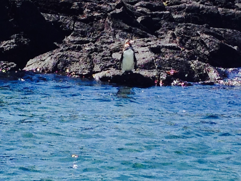 galapagos-day2-penquin