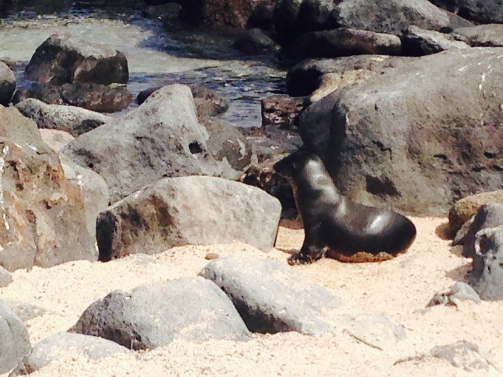 galapagos-day2-sealion2