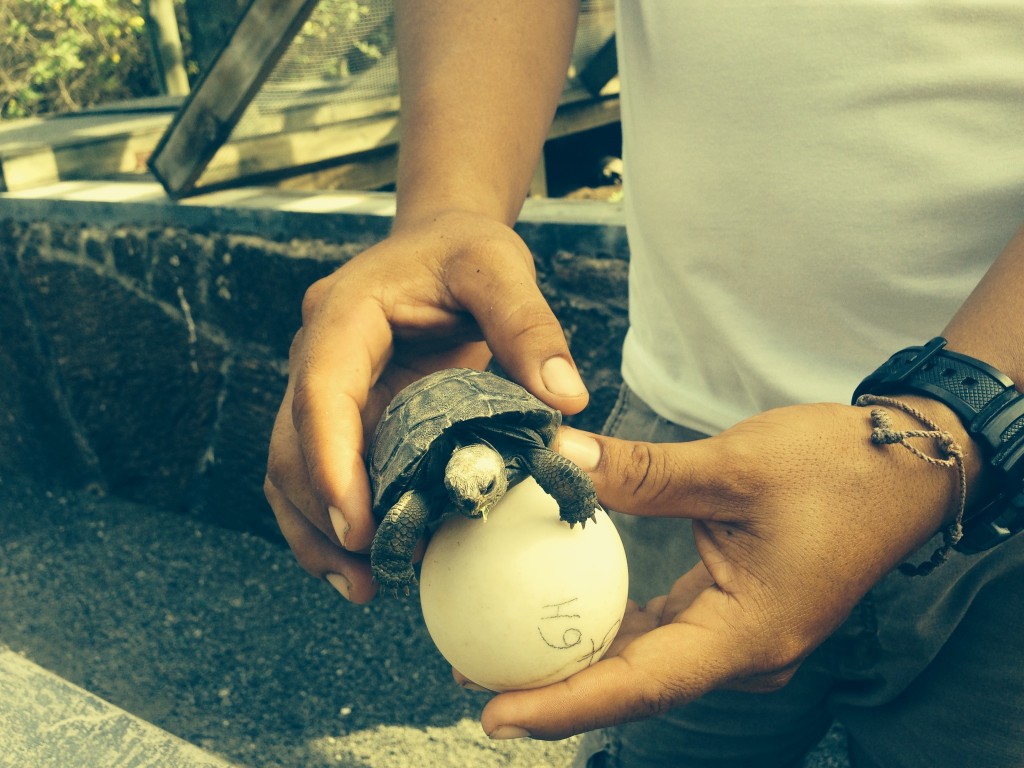 galapagos-day3-babyturtle