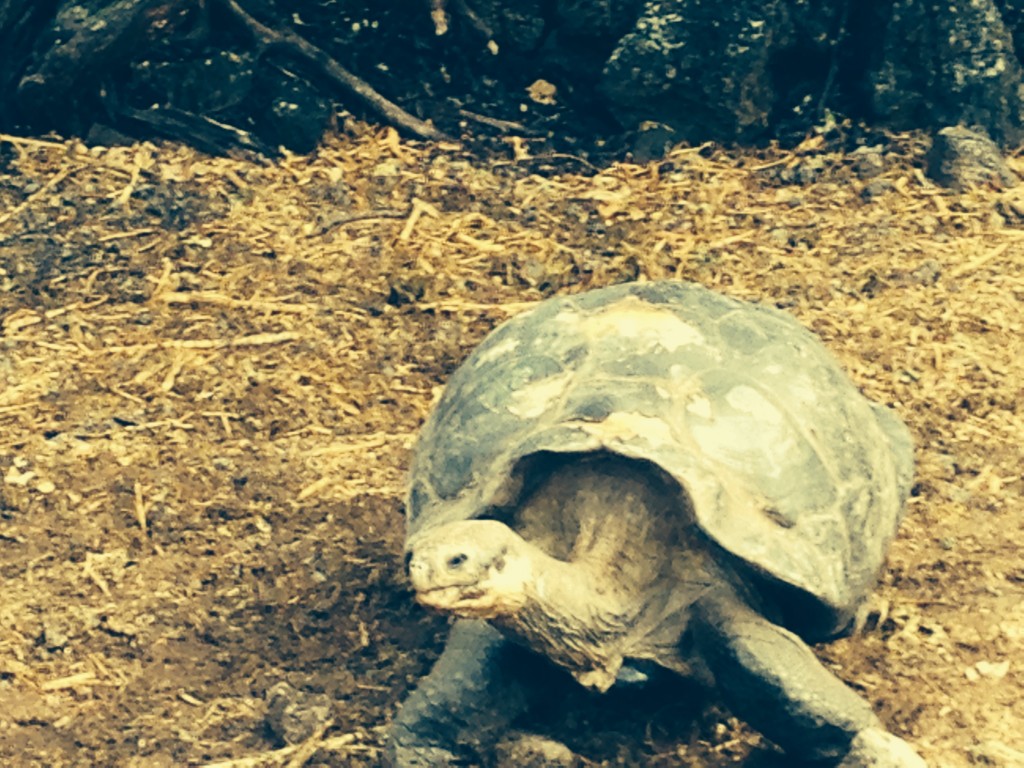 galapagos-day4-turtle1