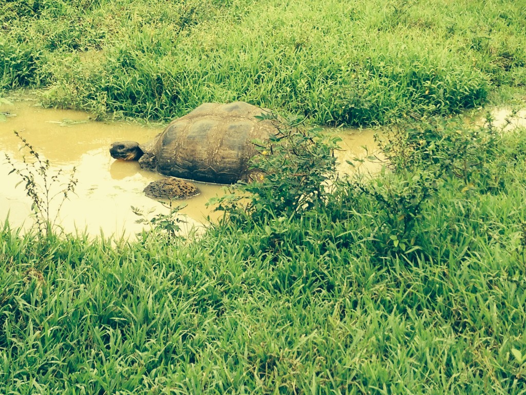 galapagos-day4-turtle2