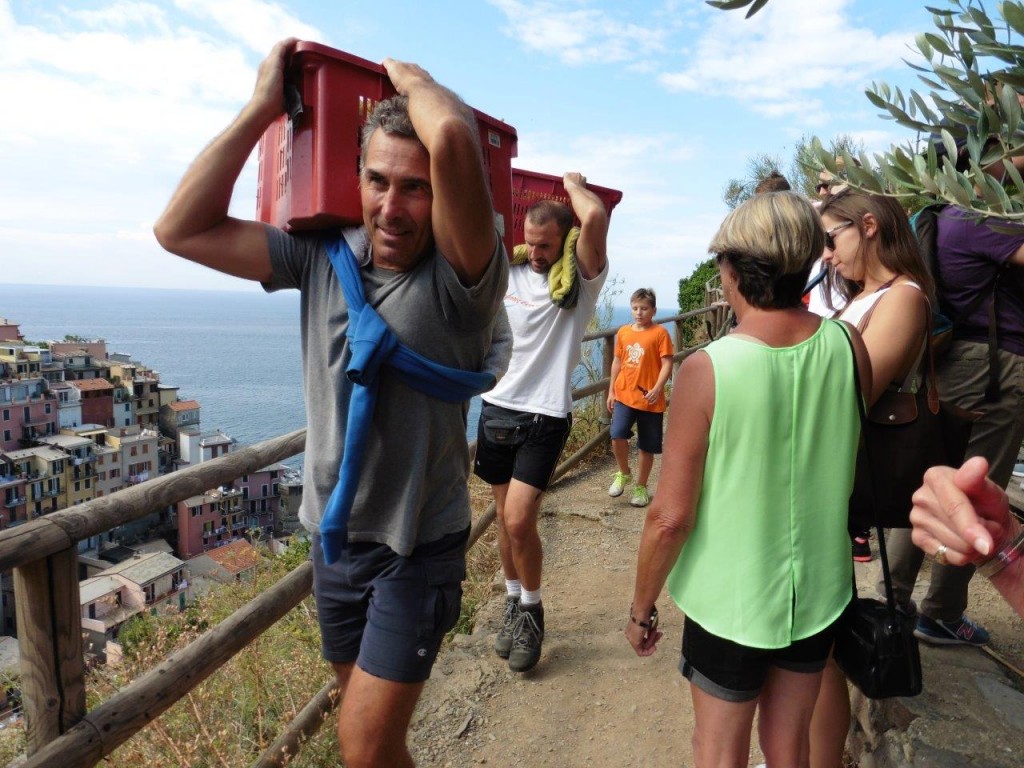 cinque terre grape harvest