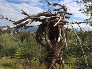 cooking growing fence posts