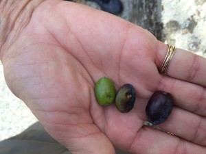 cooking- olives