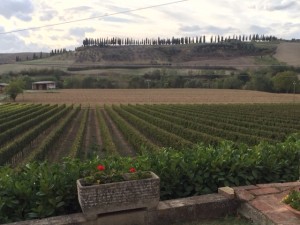 Montalcino wine field